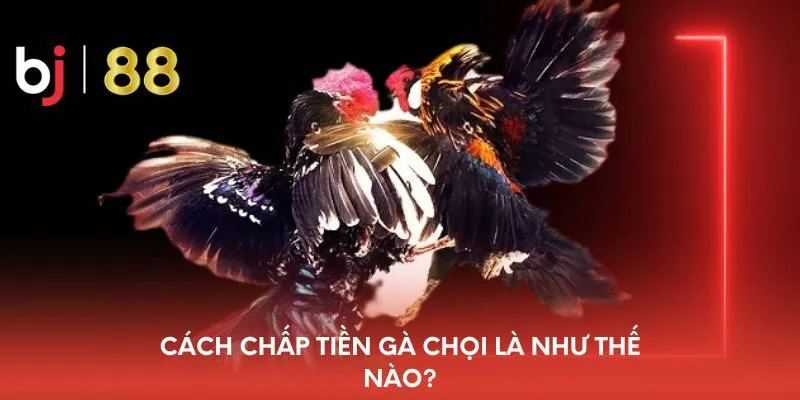 cach-chap-tien-ga-choi-la-nhu-the-nao