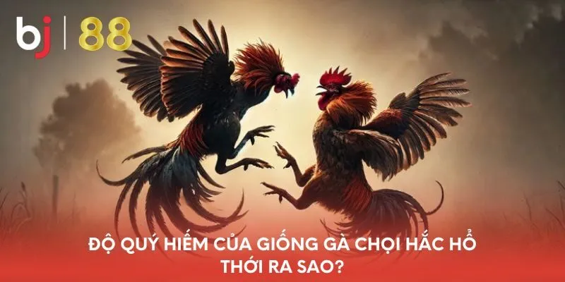 do-quy-hiem-cua-giong-ga-choi-hac-ho-thoi-ra-sao