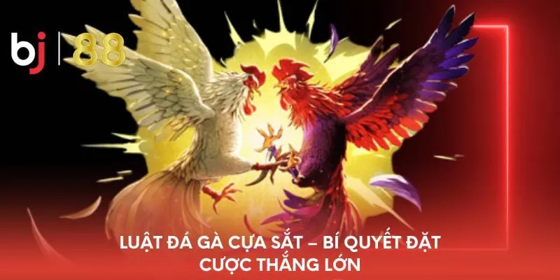 luat-da-ga-cua-sat-bi-quyet-dat-cuoc-thang-lon
