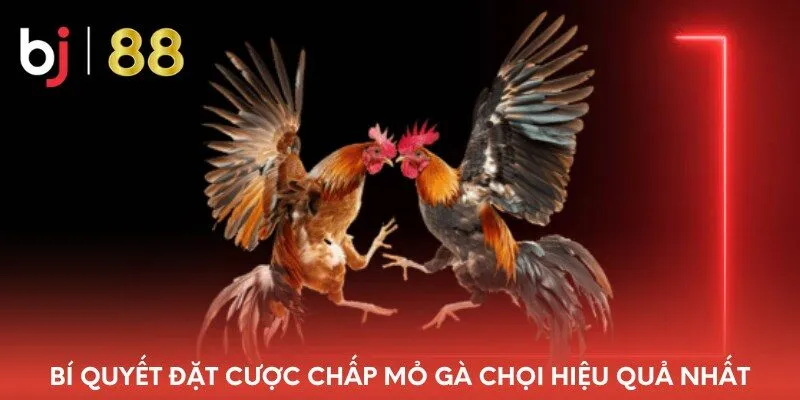 bi-quyet-dat-cuoc-chap-mo-ga-choi-hieu-qua-nhat
